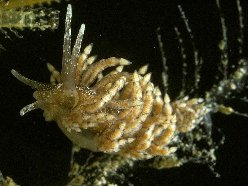 Eubranchus vittatus